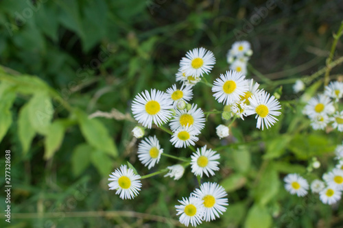 White Flowers With Yellow Center