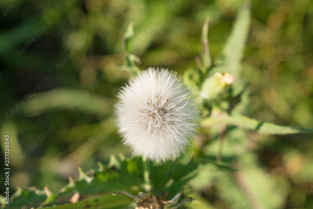 white fluffy flower on green grass background white fluffy flower on green grass background