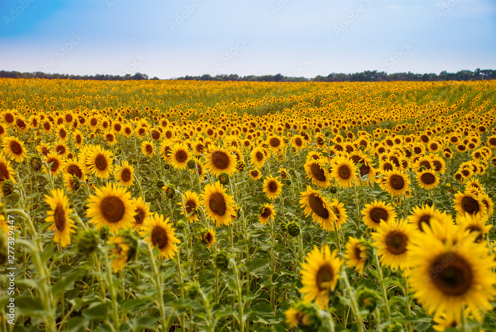 Naklejka premium Sunflower natural background. Sunflower blooming.