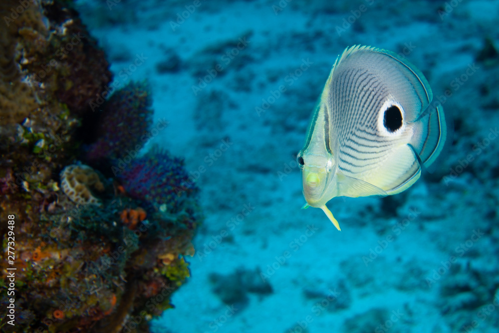 Obraz premium Butterfly fish with coral reef, Cozumel, Mexico