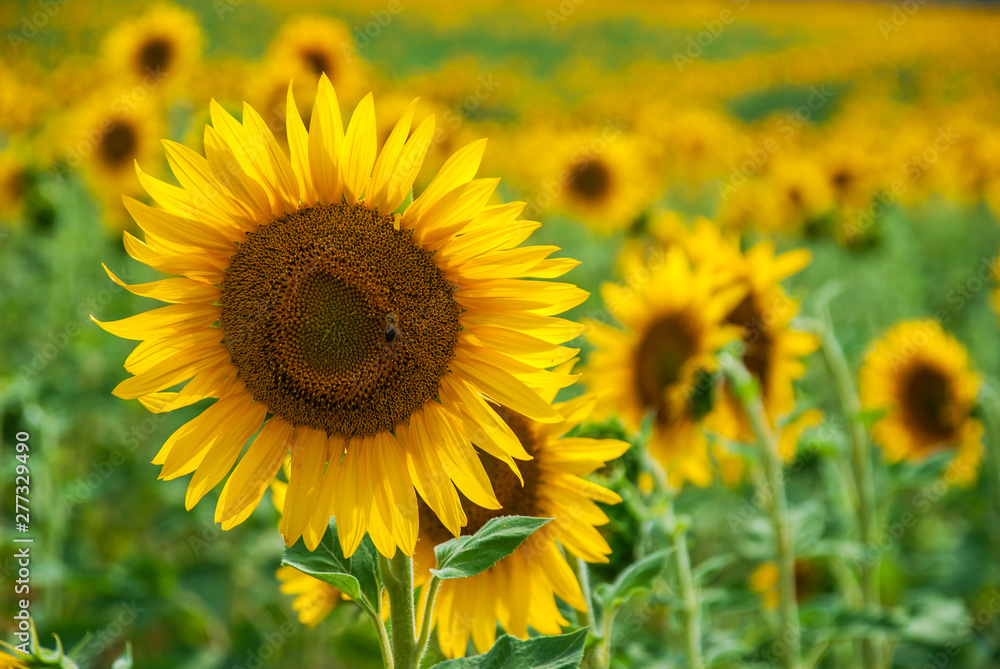 Sunflower natural background. Sunflower blooming. Sunflower natural background. Sunflower blooming.