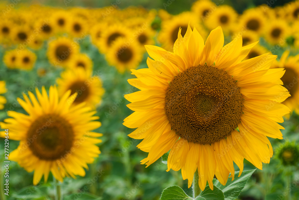 Sunflower natural background. Sunflower blooming. Sunflower natural background. Sunflower blooming.