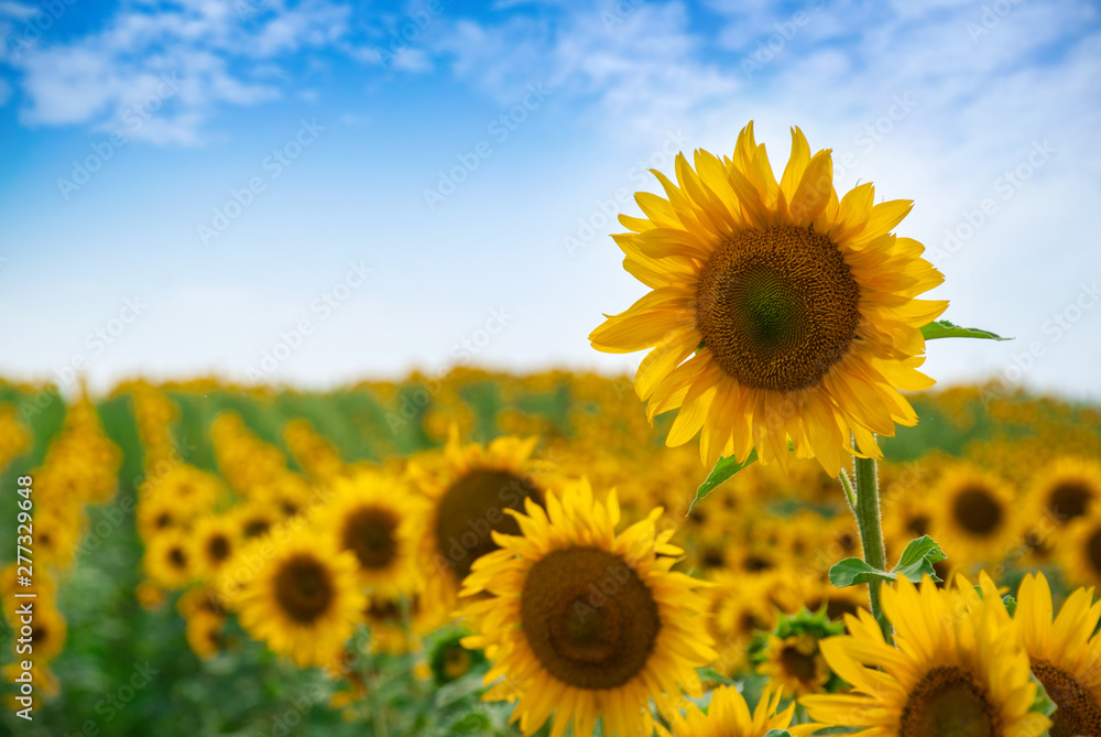 Obraz premium Sunflower natural background. Sunflower blooming.
