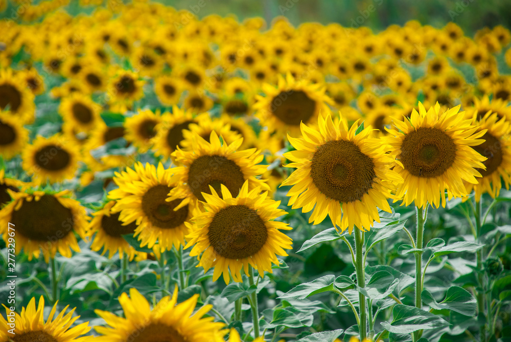 Sunflower natural background. Sunflower blooming. Sunflower natural background. Sunflower blooming.