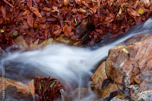 leaves in autumn