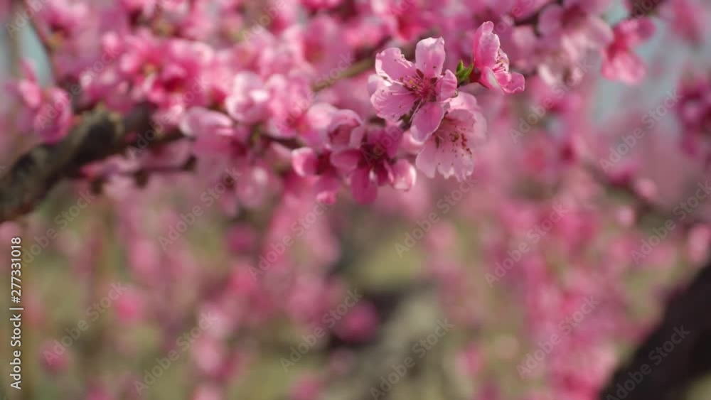 Orchard blooming spring garden. Nature composition. Focus change from branch to orchard. Orchard blooming spring garden. Nature composition. Focus change from branch to orchard.
