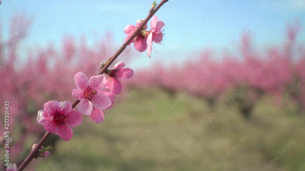 Orchard blooming spring garden. Nature composition. Focus change from branch to orchard.