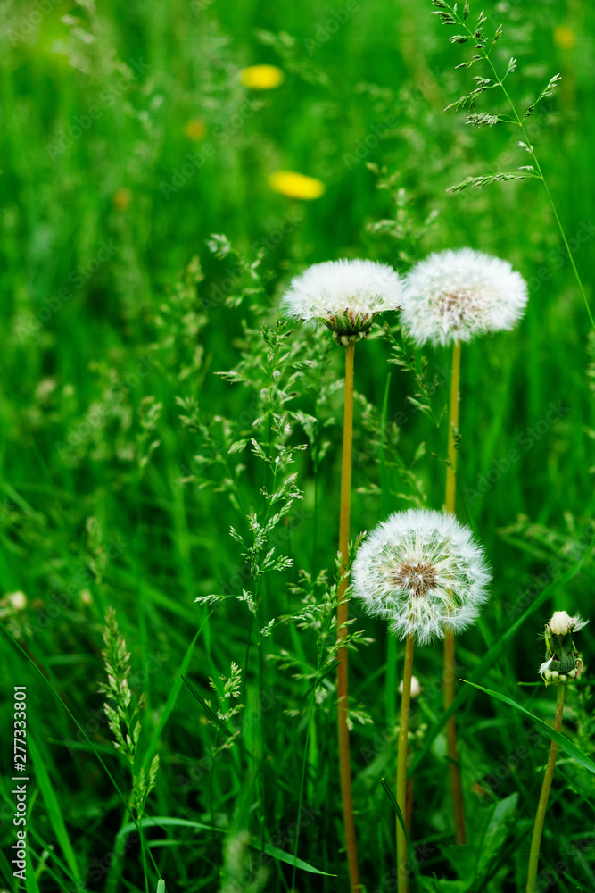 Dandelion  in the open air, wild meadow environment with flowering field.  Inspirational summer time scene on blue sky background.