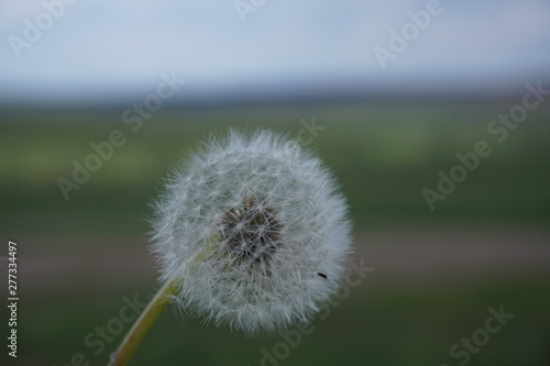 beautiful and gentle dandelion on a blurred background