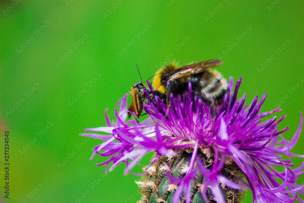 bee on a large purple flower