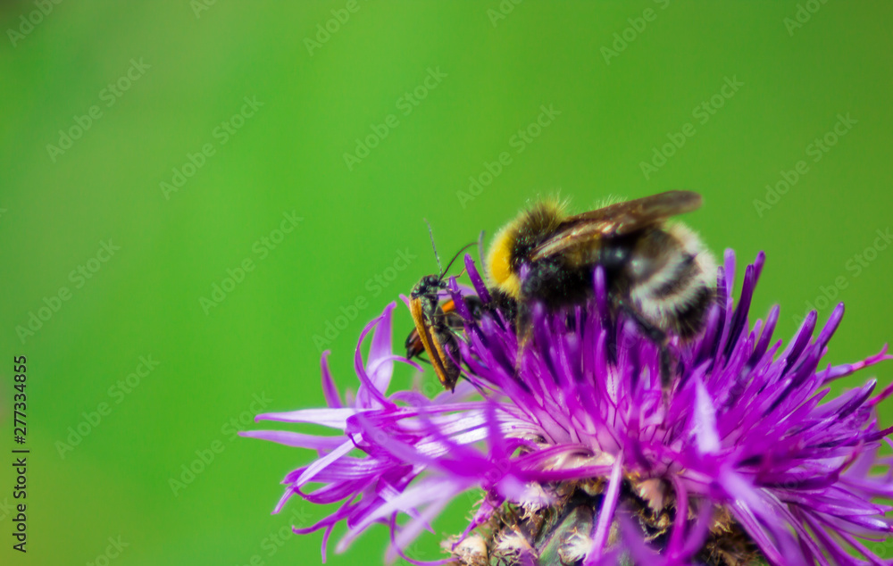 bee on a large purple flower bee on a large purple flower