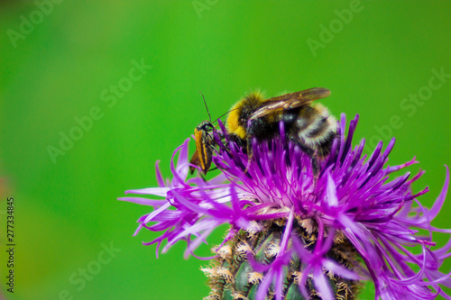 bee on a large purple flower © natriot