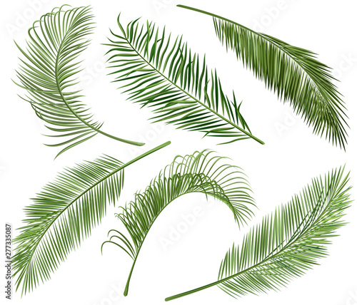 Set of coconut palm leaves for floral design, realistic vector illustration.