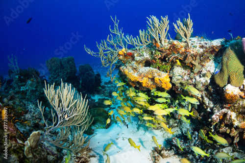 Fototapeta Naklejka Na Ścianę i Meble -  Coral reef and fish in Cozumel Mexico