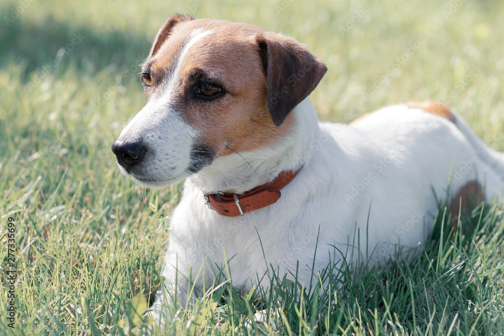 Portrait of purebred cute calm dog Jack Russell Terrier lying on grass outdoor and looking at left side
