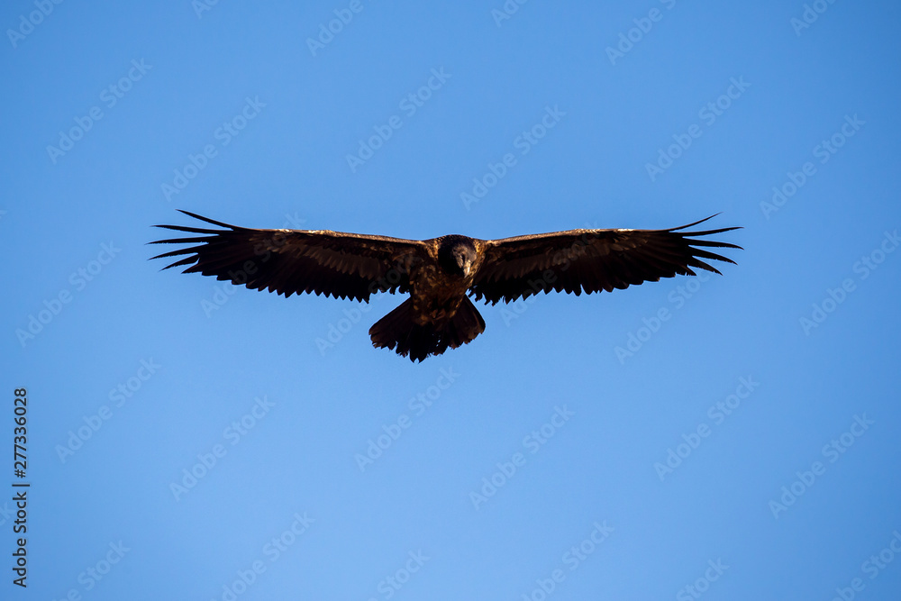 Obraz premium Junger Bartgeier fliegt freigestellt vor blauem Himmel