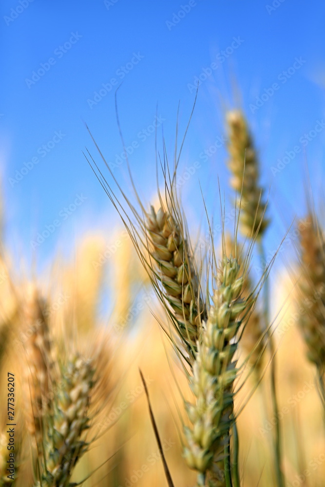 wheat field ready to be harvest with golden sunlight on the stock image no people stock photo