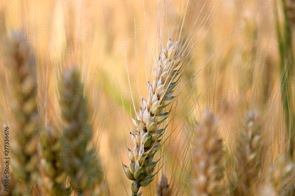 wheat field ready to be harvested no people stock photo wheat field ready to be harvested no people stock photo