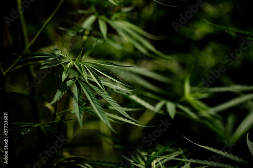 Cannabis marijuana leaf closeup dark background.