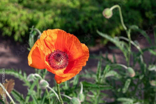 red poppy in field