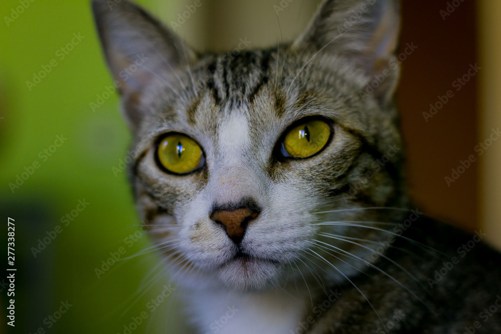 Cat eyes Cat eyes