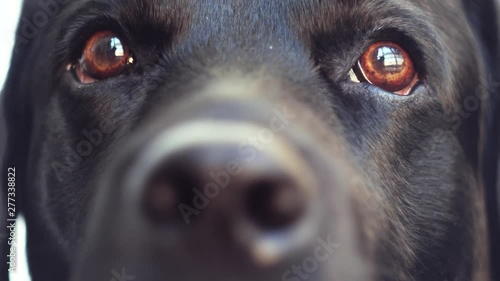 loyal and faithful brown dog eyes. snout of black dog labrador retriever