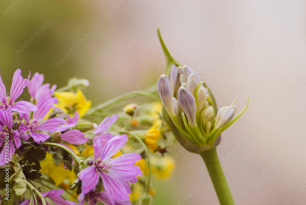 Naklejka premium fresh agapanthus blossoming bud in nature