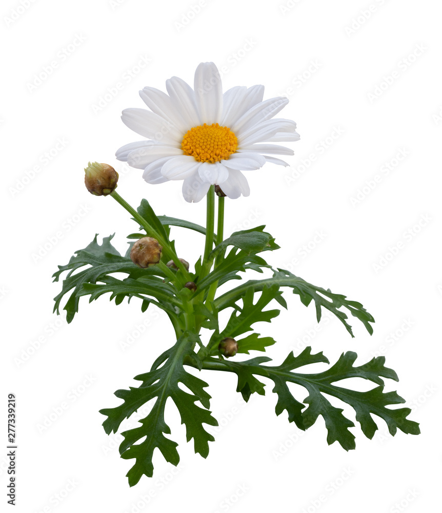 Beautiful white Daisy with buds and green leaves isolated on white