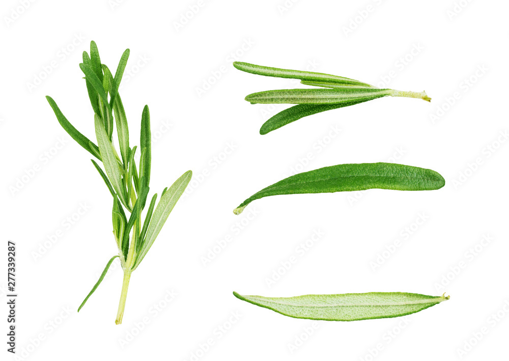 Fototapeta premium Set of fresh rosemary twigs on white background