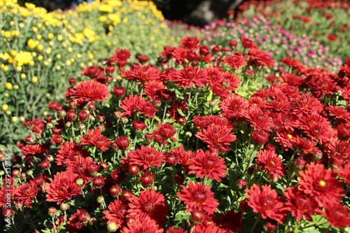 Beautiful decorative red Chrysanthemums, sometimes called mums or chrysanths, flowers in the autumn garden. Flora and flowers, Love and romance concept.