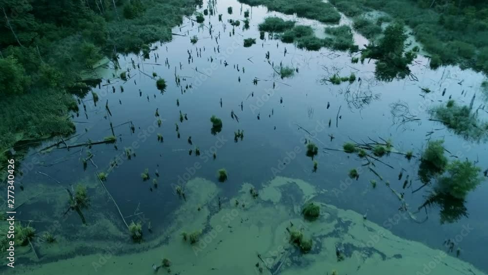 Nature preservation and forest swamping. Flying over green water landscape with fallen trees Nature preservation and forest swamping. Flying over green water landscape with fallen trees