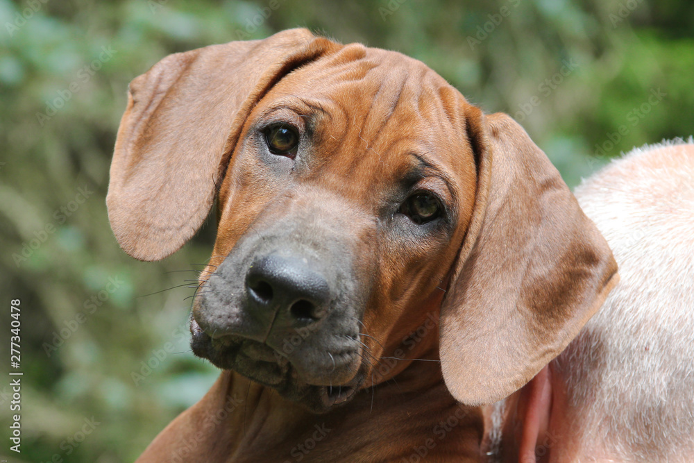 rhodesian ridgeback puppy rhodesian ridgeback puppy