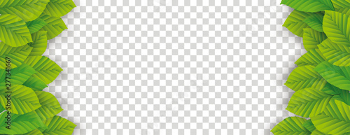 Eco Banner Green Leaves Transparent