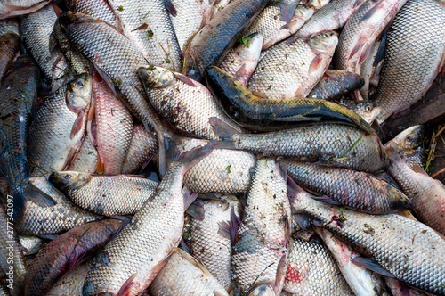 Muchos peces de rio en pesca artesanal en el Rio de la Plata, Uruguay