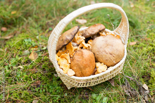 season, nature and leisure concept - wicker basket with brown cap boletus mushrooms in autumn forest