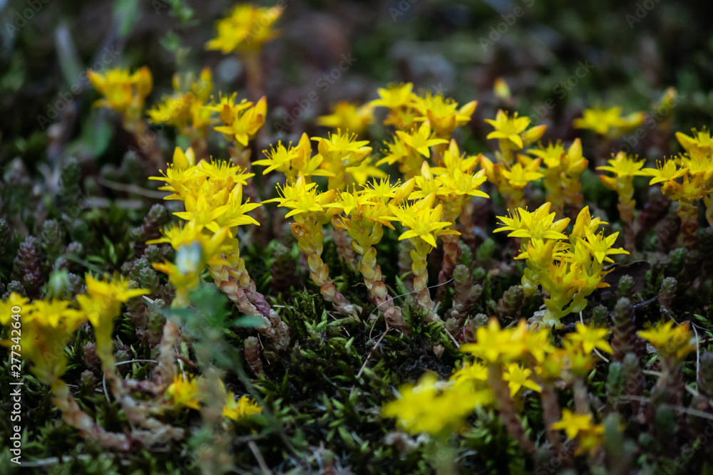 Obraz premium Yellow flowers in the grass