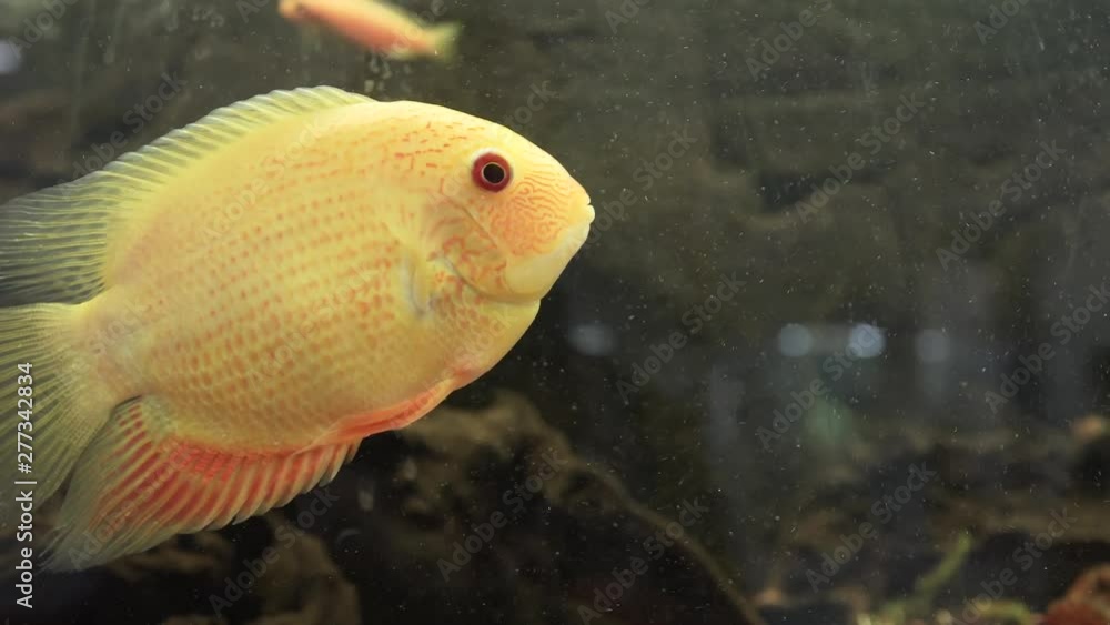 Tsichlazoma severum Red dot fish in the aquarium. yellow fish swims among the algae