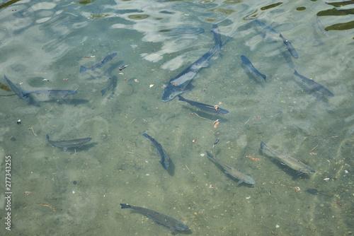 Forellen und Stör im See