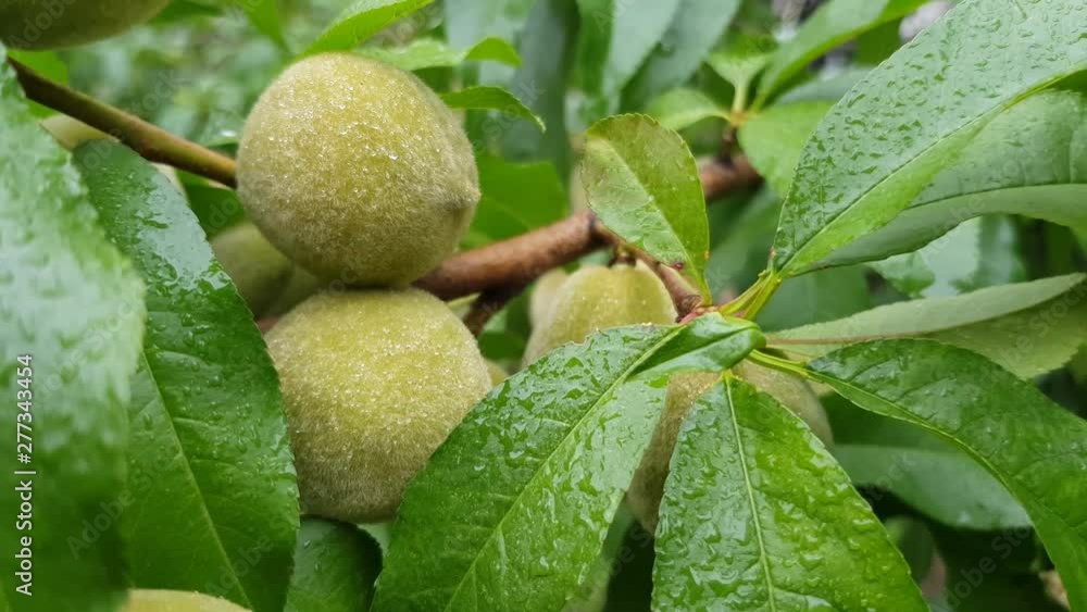 young green peaches are ripening on a branch. Fruit growing on the farm young green peaches are ripening on a branch. Fruit growing on the farm