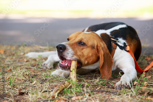 Fotografie The dog breed American Foxhound