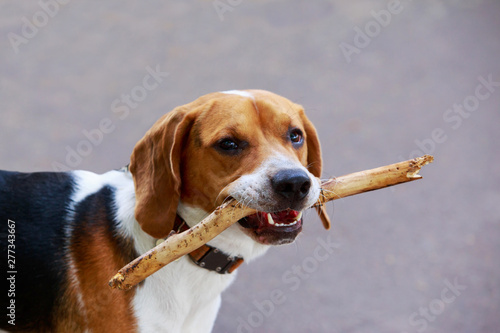 Foto The dog breed American Foxhound