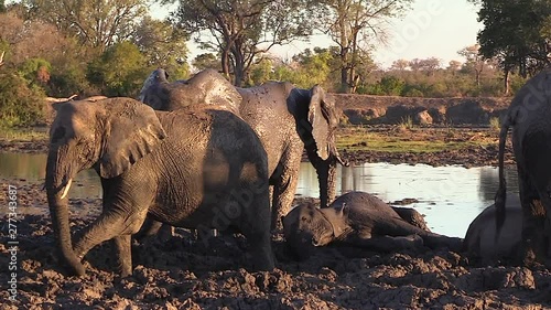 A group of elephants wallow in mud in the evening sunlight in South Africa.