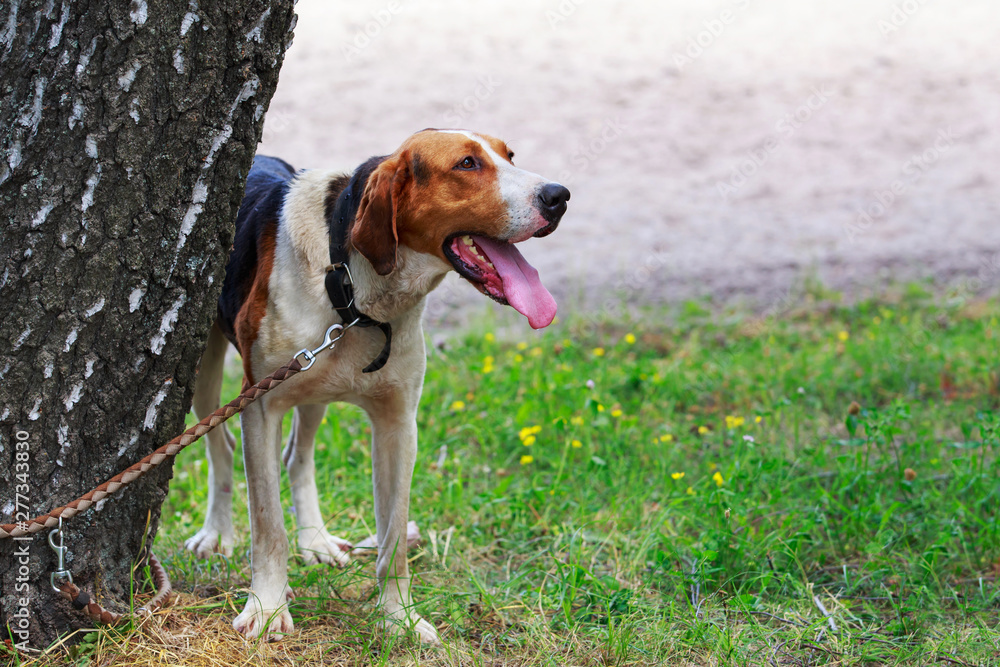 Dog breed Anglo-Russian Hound