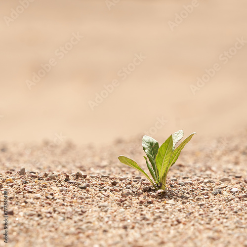 Alone green plant on the sand. The concept of survival. Photo with copy space.
