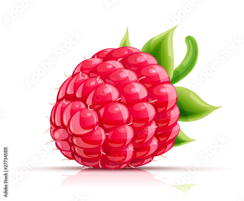Raspberry. Fresh organic berry. Juicy ripe fruit. Vegetarian meal. Healthy food. Yummy raspberries, Isolated on white background. Eps10 vector illustration.