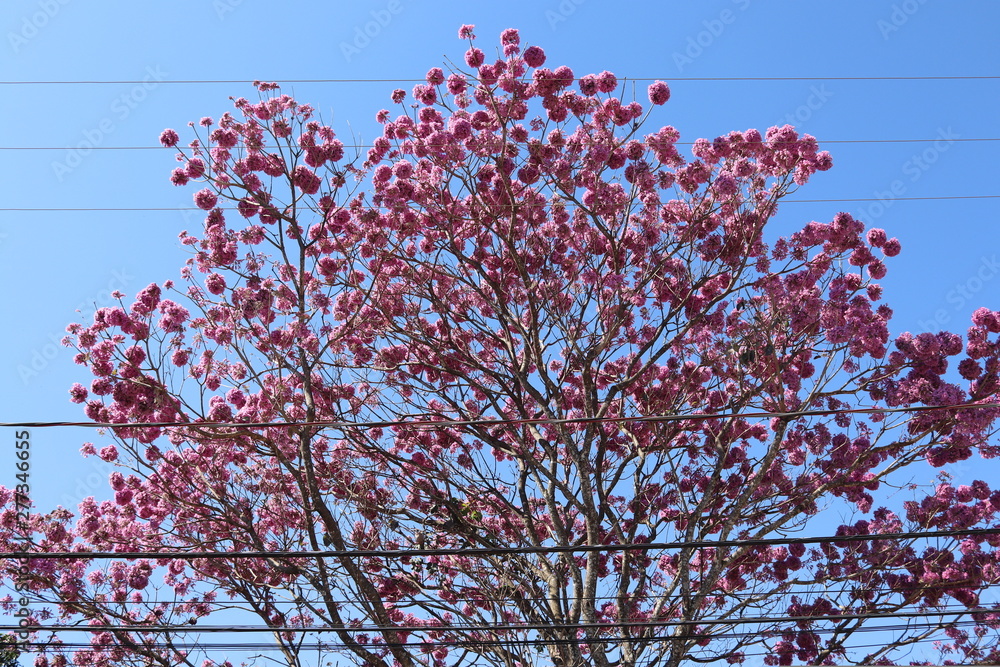 Brazilian Ipe tree blooming in the winter