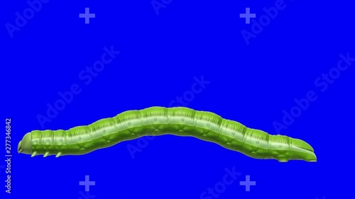 Green caterpillar crawling on blue screen with motion tracking markers on background. Seamless loop 3D animation. photo