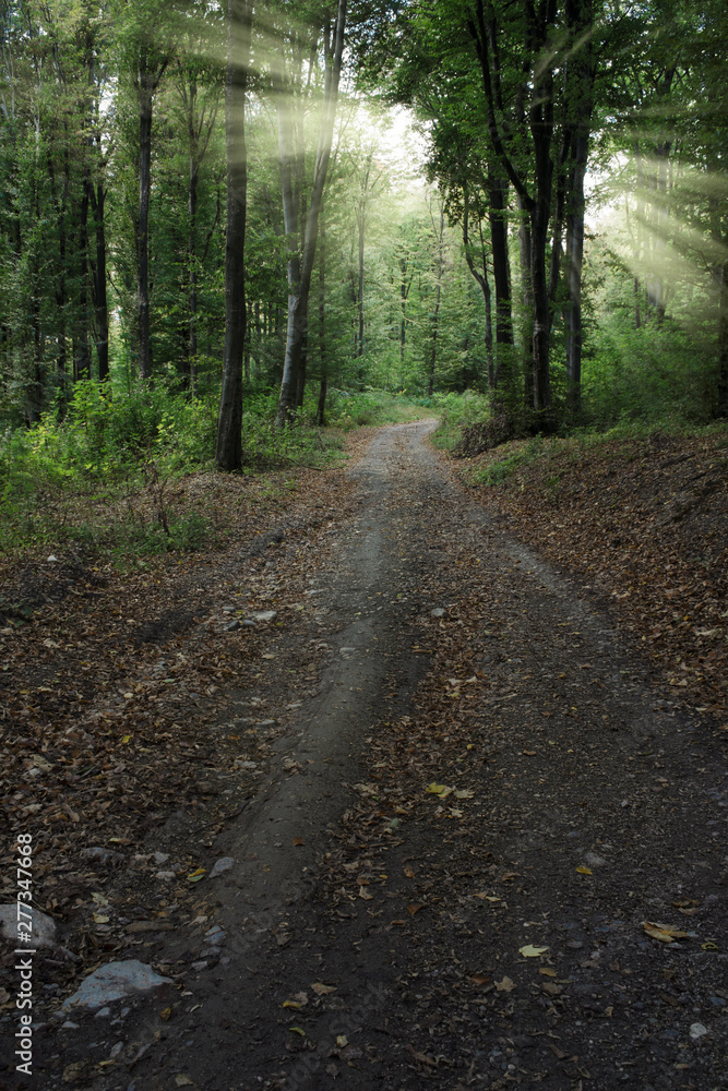 Fototapeta premium sun rays shining in natural green forest in the morning