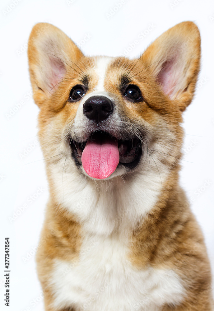 cute welsh corgi puppy smiling