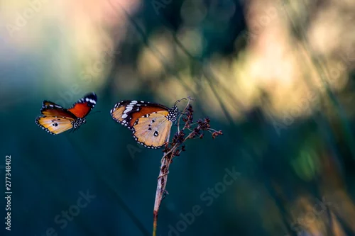 Obraz Closeup   beautiful butterflies sitting on flower.